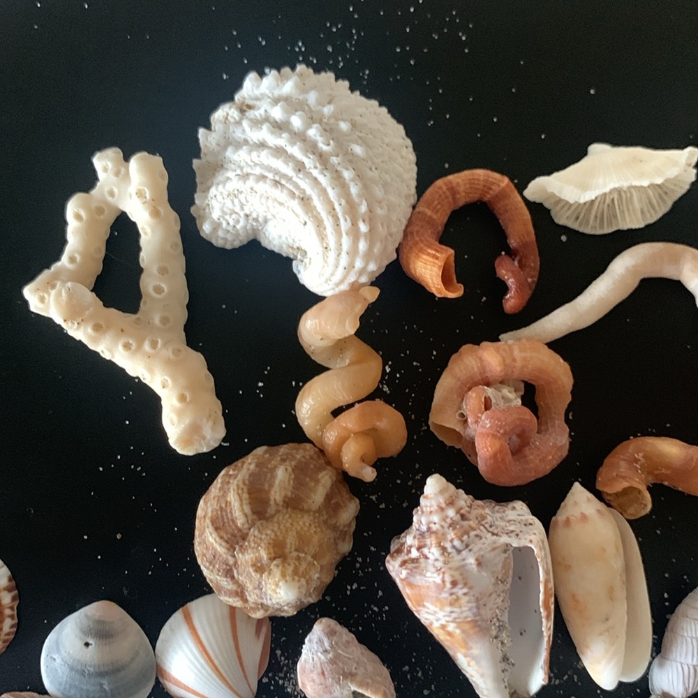 Boca Raton Shells and coral - Picture 5 of 7